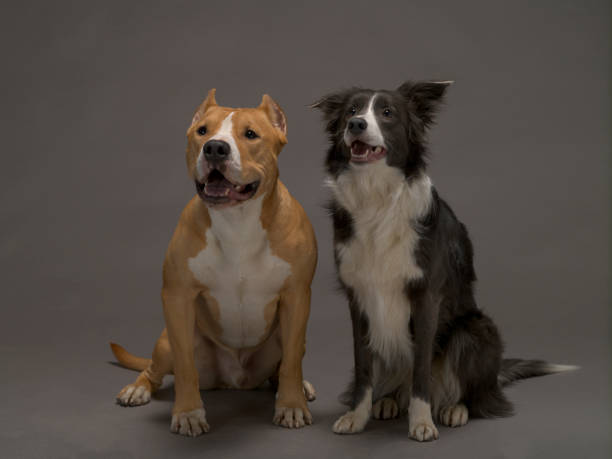 istock Two dogs, friends on a gray background, studio light 1195795238