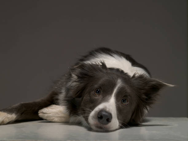 istock Border Collie dog breed on a gray background 1195795252