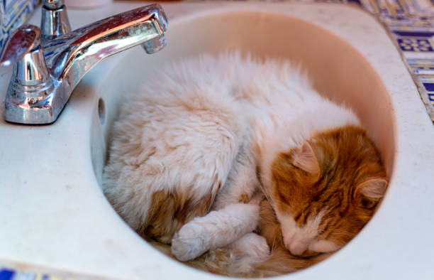 Funny cats A cat chilling and sleeping in the sink bushy stock pictures, royalty-free photos & images