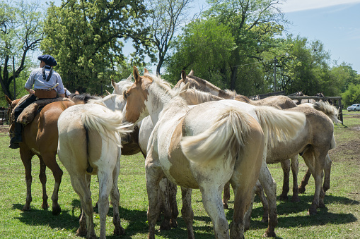 San Antonio de Areco, Argentina - November 9, 2019:  A gaucho herding his horses during the 2019 San Antonio de Areco Gaucho Festival. The festival is an old tradition in Argentina during which Gaucho cowboys  of all ages gather to celebrates the Gaucho culture and to demonstrate all sorts of gaucho skills.