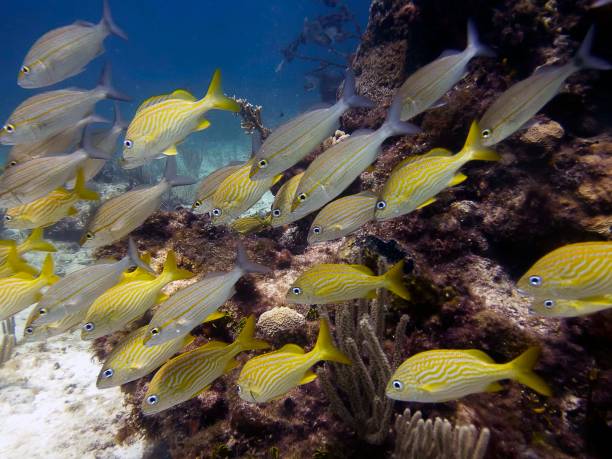A school of French Grunts (Haemulon flavolineatum) A school of French Grunts (Haemulon flavolineatum) grunt fish photos stock pictures, royalty-free photos & images
