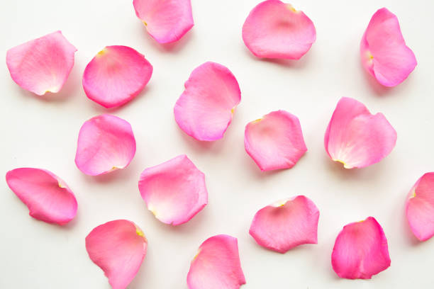 istock pink rose petals on white background. Valentine's Day abstract background 1195800302