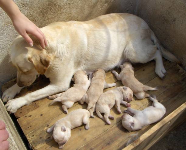 Mom labrador retriever and puppies Mom labrador retriever and puppies suckling stock pictures, royalty-free photos & images