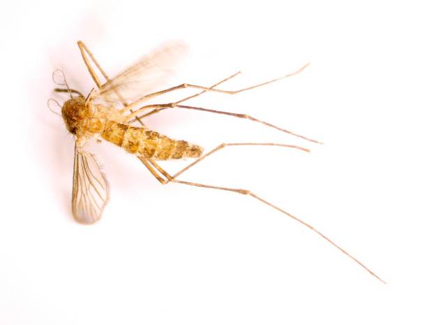 istock Close-up of a mosquito 1195801589