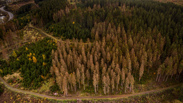 istock German forest destroyed by the bark beetle plaque 1195802293