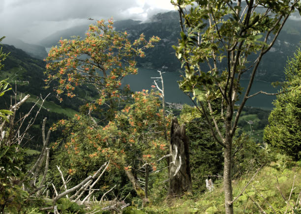 istock Lake Walen and alpine deciduous forest, Swiss Alps 1195802411