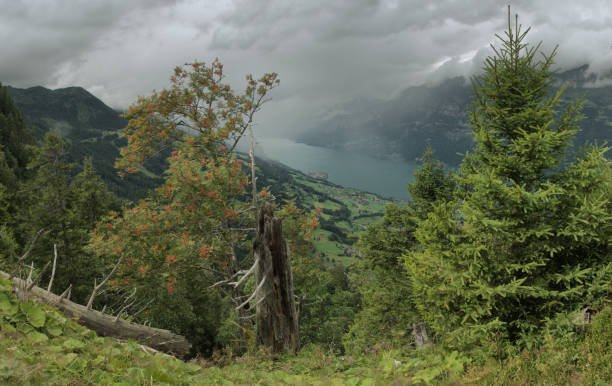 istock Lake Walen and alpine deciduous forest, Swiss Alps 1195802438