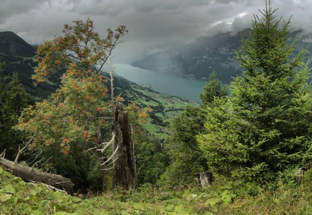 istock Lake Walen and alpine deciduous forest, Swiss Alps 1195802452
