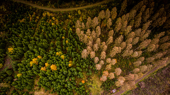 Bark beetle plague in 2019 due to high heat and drought. Drone recording from NRW.