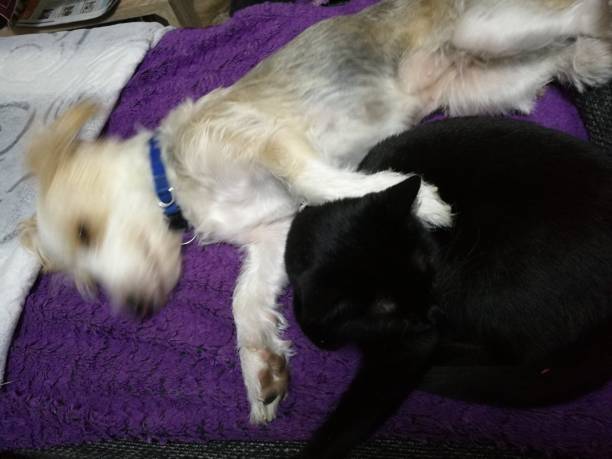 istock Dog's love and Cats 1195804818