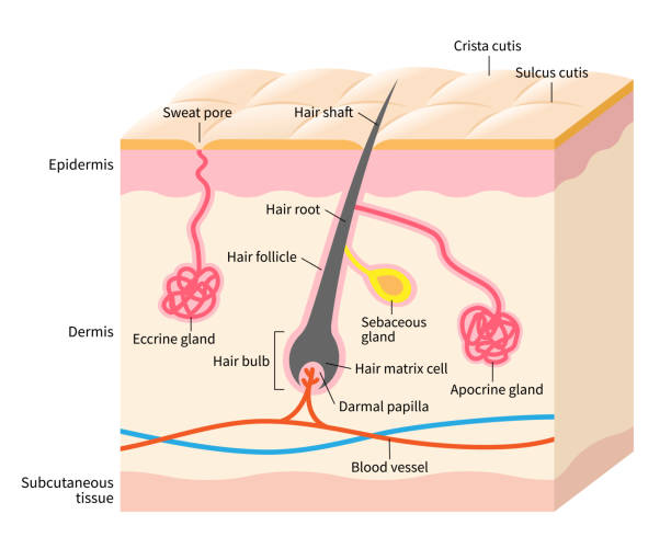 Skin anatomy illustration. Apocrine and eccine glands with hair structure on layered skin. Isolated on white background human skin layer with hair follicle, sweat and sebaceous glands. Medical, beauty, and health care use sweat gland stock illustrations