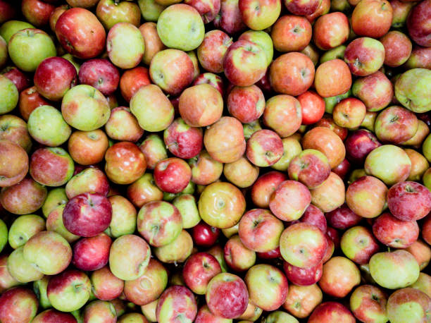 りんごフラット - macintosh apples 写真 ストックフォトと画像