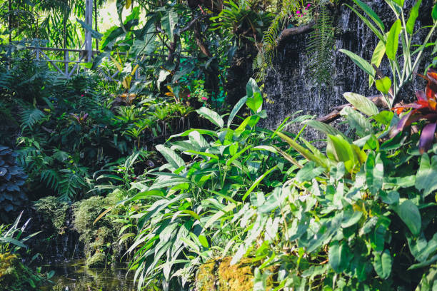istock plant & waterfall in garden park 1195808056