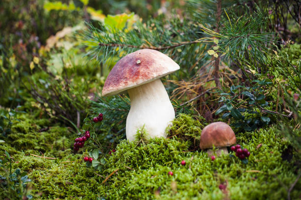 istock Wild raw boletus mushroom in Latvian forest 1195808081