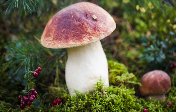 istock Wild raw boletus mushroom in Latvian forest 1195808082