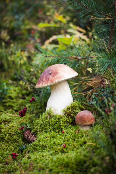 istock Wild raw boletus mushroom in Latvian forest 1195808088