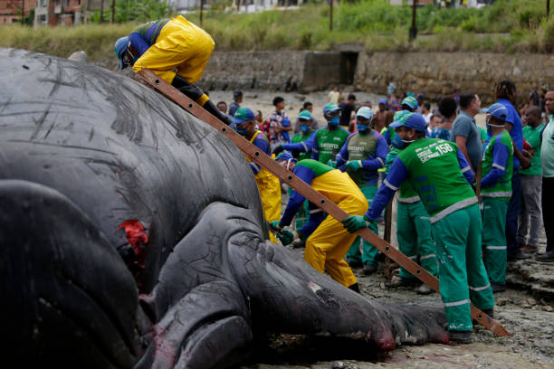 whale die in the bay of all saints salvador, bahia/brazil - August 30, 2019: A humpback whale dies while running aground on Coutos beach in Salvador. The animal entered the Bay of All Saints and ran aground. sea population stock pictures, royalty-free photos & images