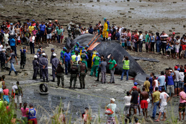 whale die in the bay of all saints salvador, bahia/brazil - August 30, 2019: A humpback whale dies while running aground on Coutos beach in Salvador. The animal entered the Bay of All Saints and ran aground. sea population stock pictures, royalty-free photos & images