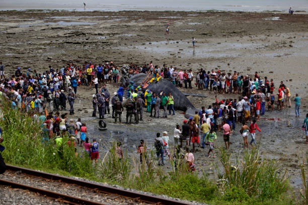 whale die in the bay of all saints salvador, bahia/brazil - August 30, 2019: A humpback whale dies while running aground on Coutos beach in Salvador. The animal entered the Bay of All Saints and ran aground. sea population stock pictures, royalty-free photos & images