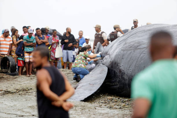 whale die in the bay of all saints salvador, bahia/brazil - August 30, 2019: A humpback whale dies while running aground on Coutos beach in Salvador. The animal entered the Bay of All Saints and ran aground. sea population stock pictures, royalty-free photos & images