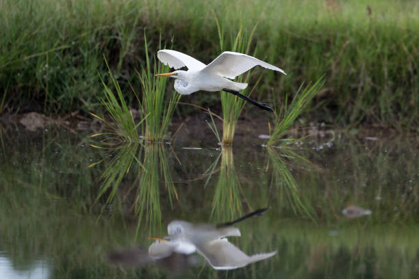 Portrait shore bird Intermediate egret (Ardea intermedia), median egret or yellow-billed egret, angle view, side shot, spread wings and flying over the water near the cultivated land to explore food under the blue sky in eastern of Thailand.