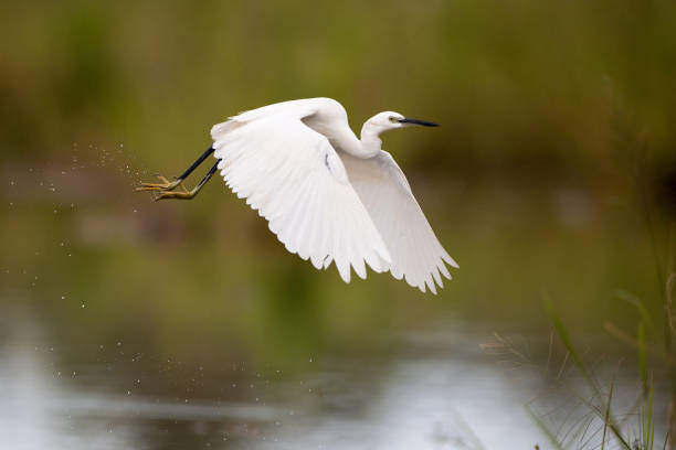 istock Adult Little egret (Egretta garzetta) 1195813985