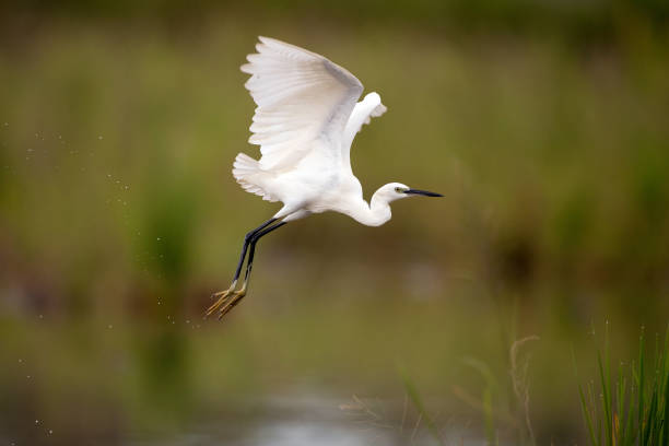 istock Adult Little egret (Egretta garzetta) 1195813988