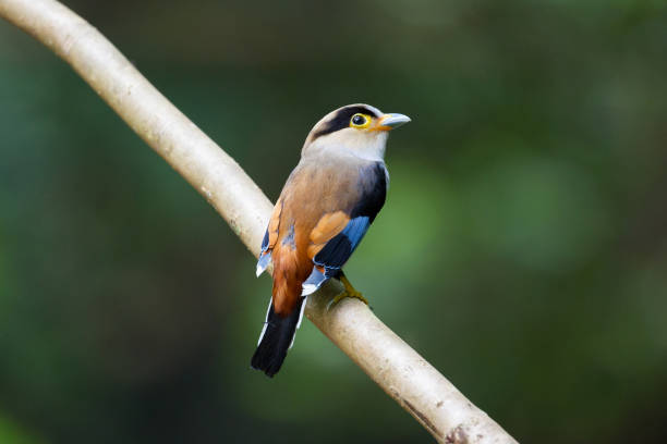 istock Adult female Silver-breasted broadbill (Serilophus lunatus) 1195814039