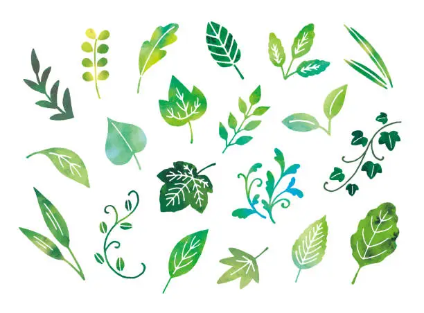 Vector illustration of Leaves watercolor