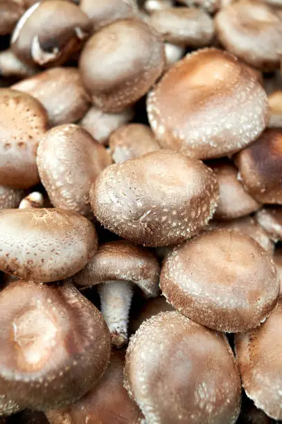 Mushrooms sold in traditional markets.