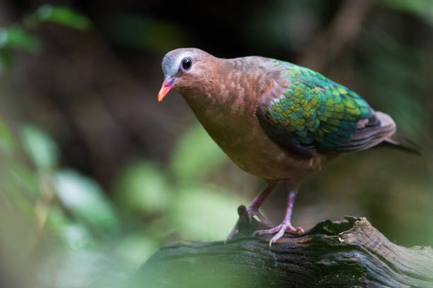 istock Adult Common emerald dove (Chalcophaps indica). 1195814803