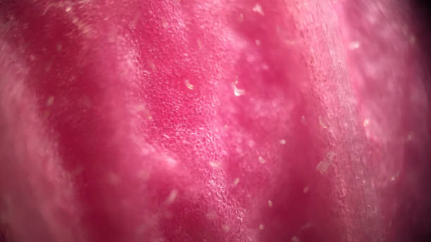 istock Petal close-up 1195816278