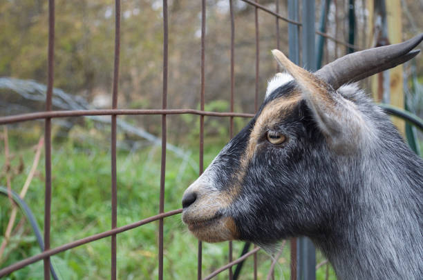 istock Goat Gazing beyond the fence 1195818252