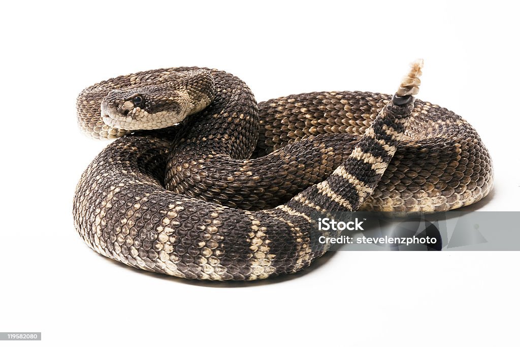 Crotalo del Pacifico - Foto stock royalty-free di Serpente a sonagli