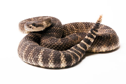 Crotalus viridis (Common names: prairie rattlesnake, Great Plains rattlesnake, is a venomous pit viper species native to the western United States. Donoran Desert, Arizona.