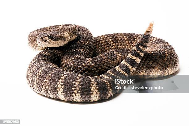 Pacific Rattlesnake Stock Photo - Download Image Now - Rattlesnake, Snake, White Background