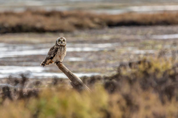 istock short-eared owl perching on a wooden pole at Boundary Bay Beach, Delta, BC, Canada 1195820821