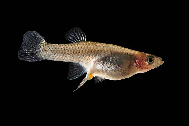 fish donner naissance - guppy poisson photos et images de collection