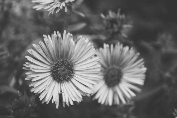 istock Two daisy flowers in black and white colors, soft focus 1195822200