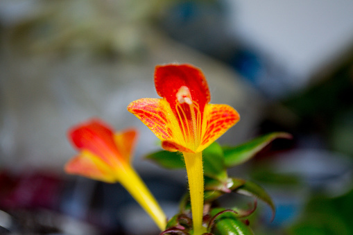 Detail of red blossom flower of ginger in a tropical garden at residential building