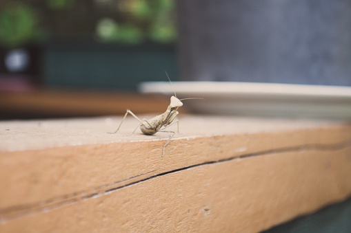 Color macro photo of an alive  beige mantis insect close-up. Soft focus