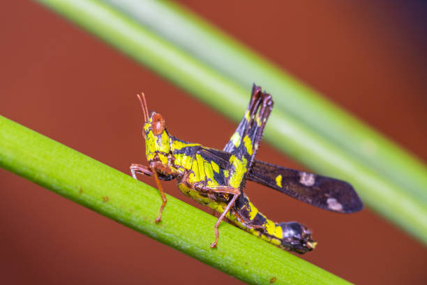 istock Green and brown striped grasshopper 1195824154
