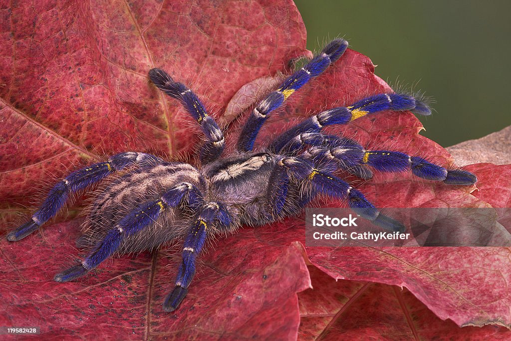 Purple tarantula  Animal Stock Photo