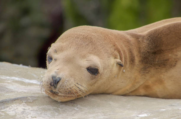 istock La Jolla Cove Sea Lion 1195824770