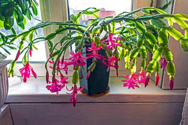 istock beautiful scarlet blooming Christmas cactus 1195829581