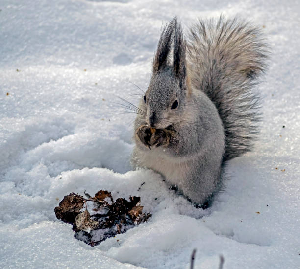 An eastern gray squirrel sitting in winter snow eating a peanut