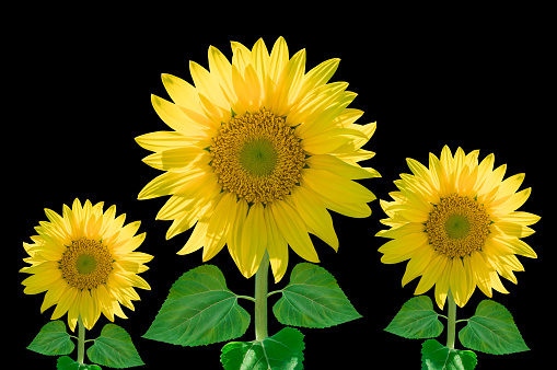Close-up of sunflowers isolated on black background, clipping path included.