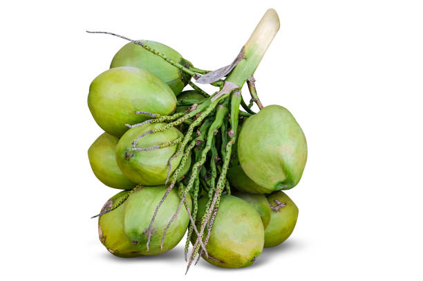 istock Group of green coconuts, coconut cluster isolated on white background, clipping path included. 1195834664