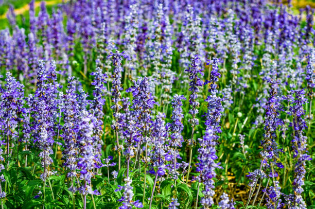 istock Lavender flower close up in a field, selective focus. 1195836774