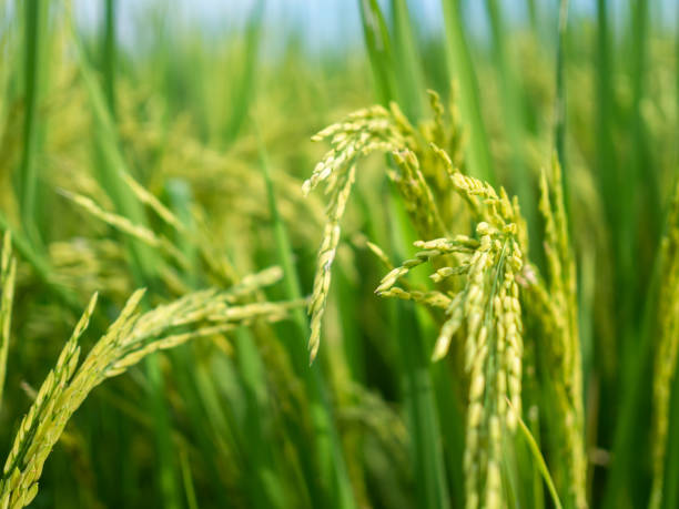 istock Rice ears close up. Fresh green rice field 1195836803